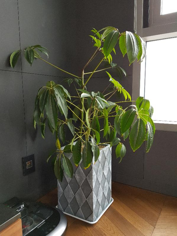 홍콩야자 데려가서 예쁘게 키우실 분 찾습니다.--4