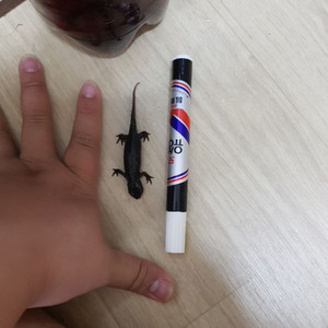 파이어벨리 뉴트