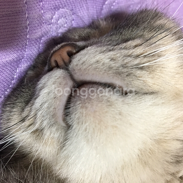 고양이사료 위시본캣양고기 소분판매 500g=2,5--3