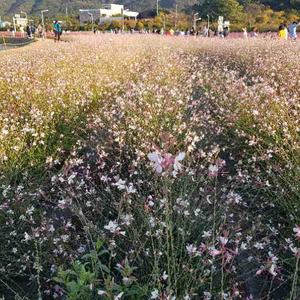 차량용 무선충전기 팔아요