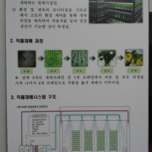 고구마