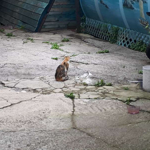 넥슨캐시 1만원 팝니다.